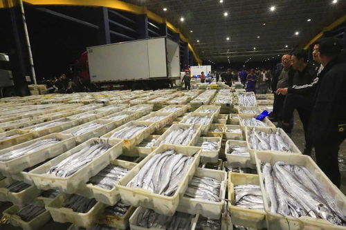 寒潮來襲，石浦水產(chǎn)城交易忙 冷鏈物流與“冰火”購(gòu)銷的春節(jié)前奏